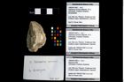 Foto (Objekt + Etikett) von Brachyura indet.  (NHMW-GEO-1990-0041-3687b)